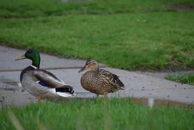 Ducks on grassy field