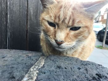 Close-up portrait of cat