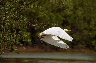 Great egret flying over lake by trees