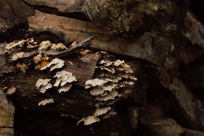 Close-up of mushroom growing on tree trunk