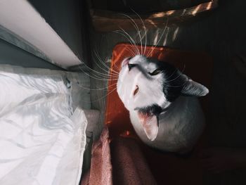 High angle view of cat sitting on doormat