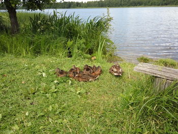 Ducks on lakeshore