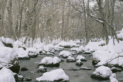 Snow covered land and trees in forest