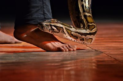Low section of person with snake on wooden table