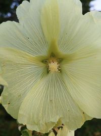 Close-up of white flowering plant