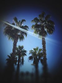 Low angle view of palm trees against clear blue sky