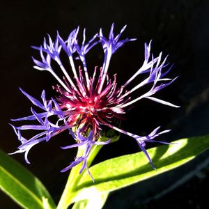 Close-up of flower plant at night