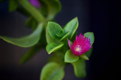 Close-up of pink rose flower against black background