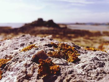 Close-up of rock on beach against sky