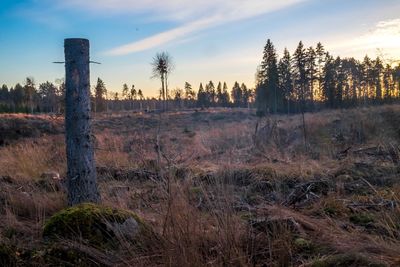 Trees on field against sky at sunset