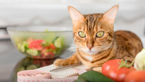 Bengal cat close-up with a notepad, vegetables and a centimeter tape. selective focus.