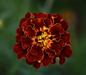 Close-up of flower blooming outdoors