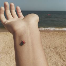 Close-up of hand feeding on sand at beach