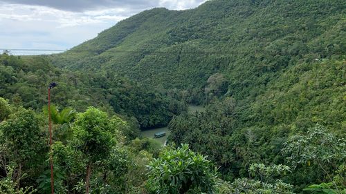 Scenic view of forest