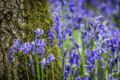 Close-up of purple flowering plants