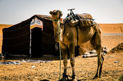 Horse in a desert