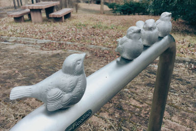 High angle view of pigeons on field