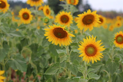 Close-up of sunflowers on flowering plant