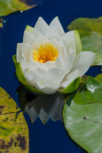 Close-up of white flower
