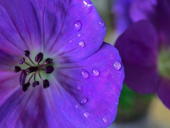 Close-up of wet purple flower