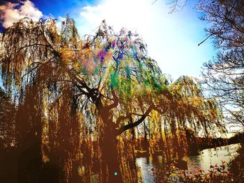 Low angle view of trees by lake against sky