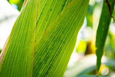 Close-up of palm leaf