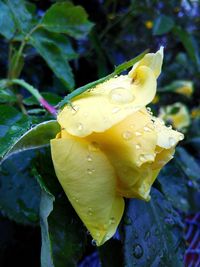 Close-up of yellow flowers