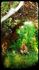 Plants growing on tree