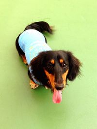 High angle view of dog looking up