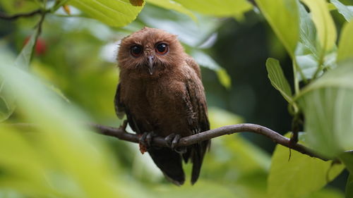 Close-up of a bird perching on branch