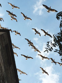 Low angle view of seagulls flying