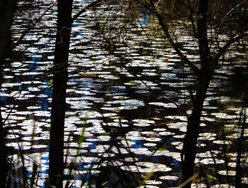 Low angle view of trees in forest