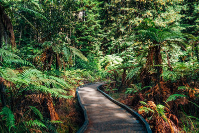 Road amidst trees in forest