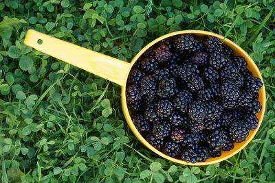 High angle view of fresh blackberries
