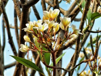 Close-up of leaves on branch