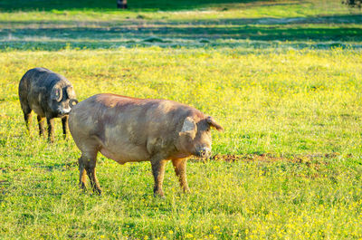 Sheep standing in a field