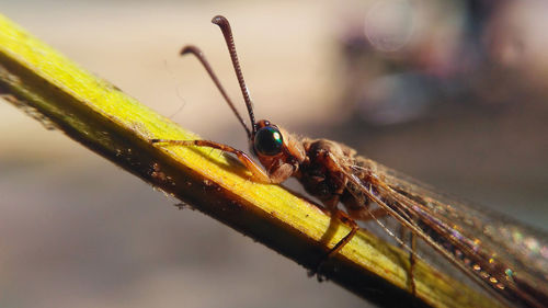 Close-up of damselfly on water