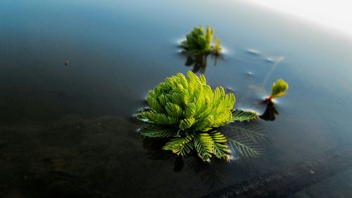 Close up of leaves in water