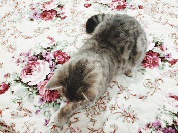 High angle view of cat sleeping on bed