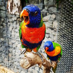 Close-up of parrot perching on wood
