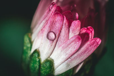 Close-up of raindrops on pink flower