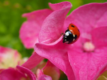 Close-up of insect on pink flower