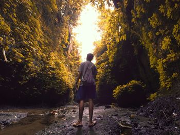 Rear view of man standing amidst trees in forest