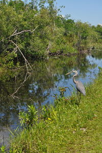 High angle view of gray heron in lake