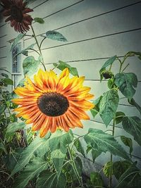 Close-up of sunflower