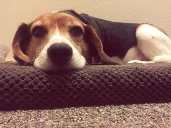 Close-up portrait of dog relaxing