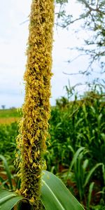 Close-up of flowering plant on field against sky