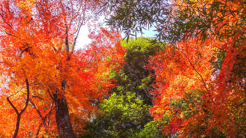 Low angle view of maple tree during autumn