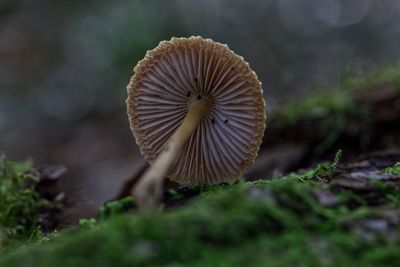 Close-up of mushroom growing on field