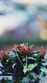 Close-up of pink flowering plant